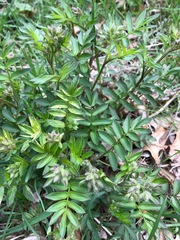 Polemonium reptans