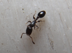 Temnothorax schaumii