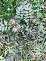 Polemonium reptans