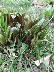 Magnoliopsida