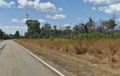 Themeda quadrivalvis