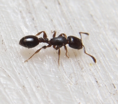 Temnothorax schaumii