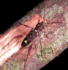 Cotyclytus curvatus