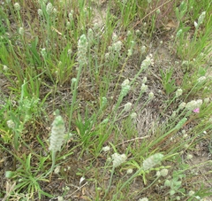 Plantago helleri