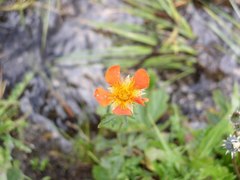 Geum coccineum