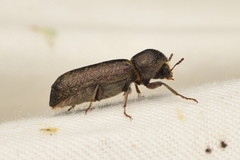 Amphicerus