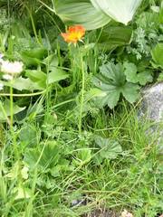 Geum coccineum