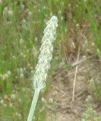 Plantago helleri