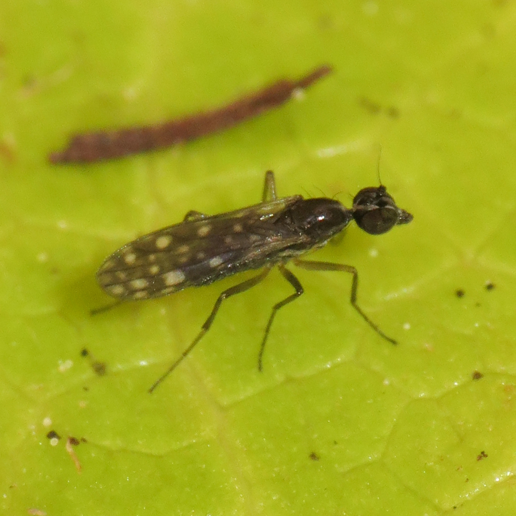 Dolichocephala argus