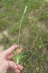 Plantago helleri