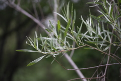 Salix exigua hindsiana