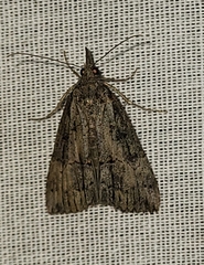 Hypena scabra