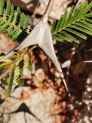 Vachellia hindsii