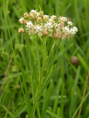 Asclepias linearis