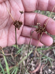 Juncus subsecundus