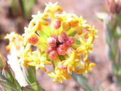Lasiosiphon kraussianus kraussianus