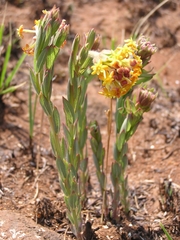 Lasiosiphon kraussianus kraussianus