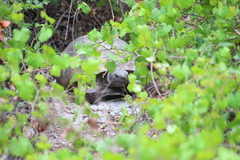 Gopherus polyphemus