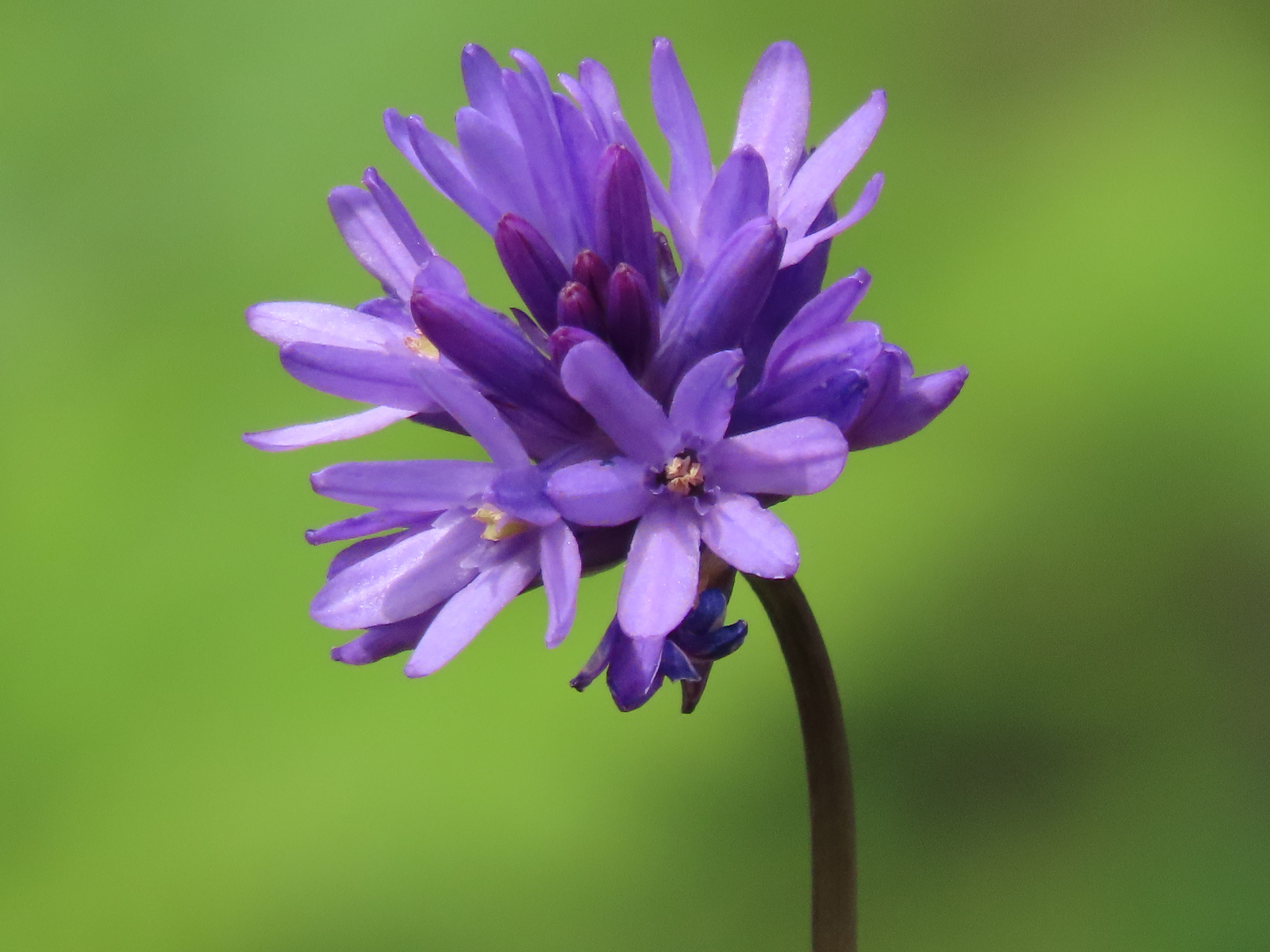 Dichelostemma congestum