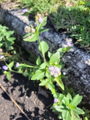 Praxelis clematidea
