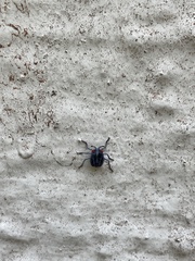 Tessaratoma papillosa