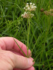 Asclepias linearis