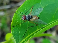 Cholomyia inaequipes