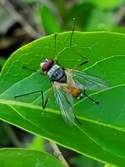 Cholomyia inaequipes
