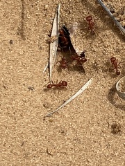 Pogonomyrmex comanche