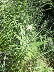 Pityrogramma trifoliata