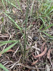 Juncus subsecundus