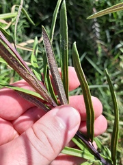 Pityrogramma trifoliata