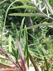 Pityrogramma trifoliata
