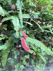 Acalypha pendula