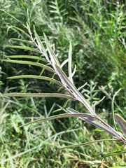 Pityrogramma trifoliata