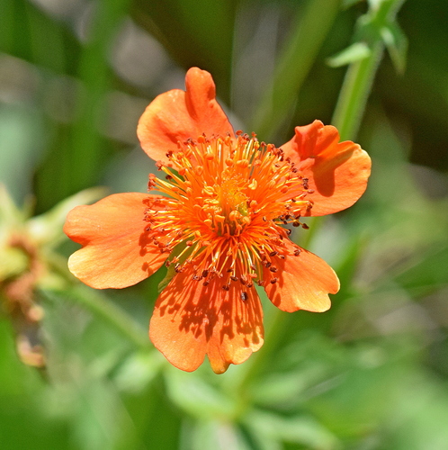 Image of Geum coccineum by (c) Kostas Zontanos, some rights reserved (CC BY)
