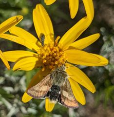 Heliolonche joaquinensis