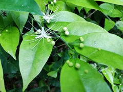 Capparis micracantha