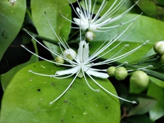 Capparis micracantha