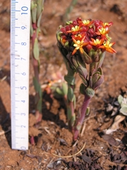 Lasiosiphon kraussianus kraussianus