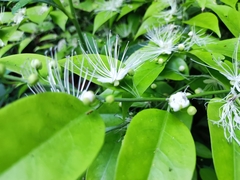 Capparis micracantha