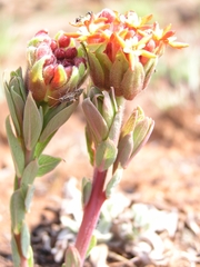 Lasiosiphon kraussianus kraussianus