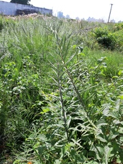 Pityrogramma trifoliata