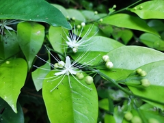 Capparis micracantha