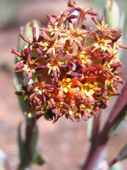 Lasiosiphon kraussianus kraussianus