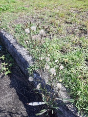 Symphyotrichum subulatum squamatum