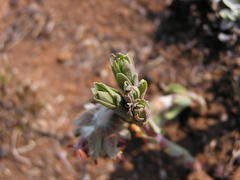 Lasiosiphon kraussianus kraussianus
