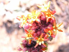Lasiosiphon kraussianus kraussianus