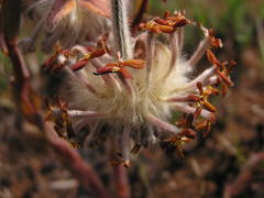 Lasiosiphon kraussianus kraussianus