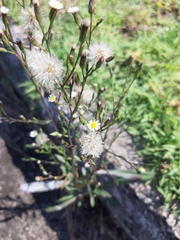 Symphyotrichum subulatum squamatum